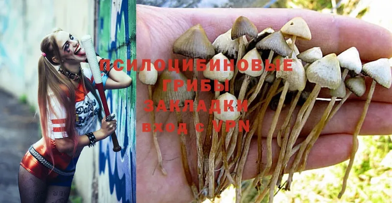 Галлюциногенные грибы Psilocybine cubensis  Армавир 